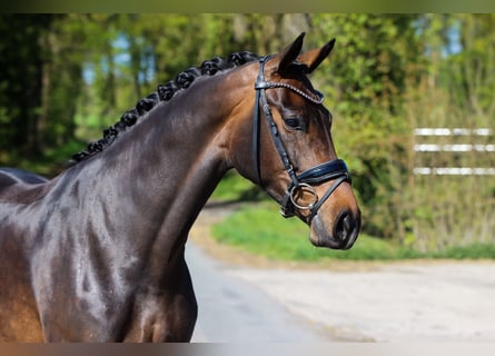 Westphalian, Mare, 4 years, 16,2 hh, Bay-Dark