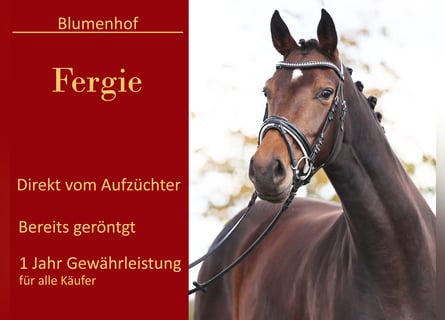 Westphalian, Mare, 4 years, 16,2 hh, Bay-Dark