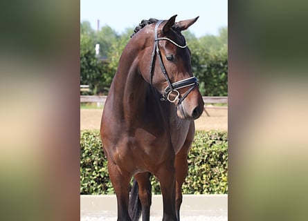 Westphalian, Mare, 4 years, 16,2 hh, Bay-Dark