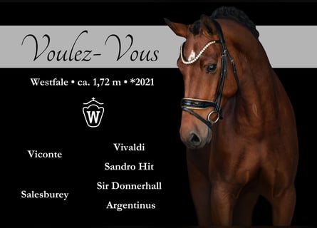 Westphalian, Mare, 4 years, 16,2 hh, Brown