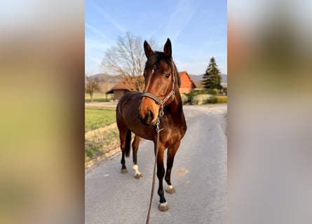 Westphalian, Mare, 4 years, 16,2 hh, Brown