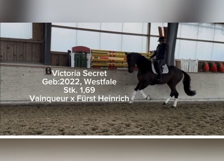 Westphalian, Mare, 4 years, 16,2 hh, Brown