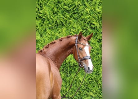 Westphalian, Mare, 4 years, 16,2 hh, Chestnut-Red