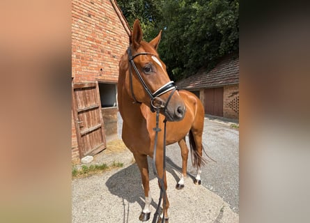 Westphalian, Mare, 4 years, 16,2 hh, Chestnut-Red