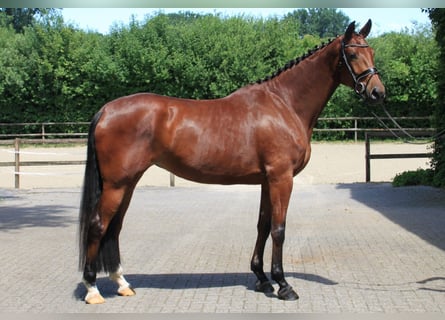Westphalian, Mare, 4 years, 16,3 hh, Brown