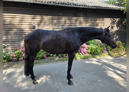 Westphalian, Mare, 4 years, 17 hh, Bay-Dark