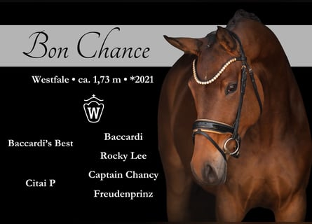 Westphalian, Mare, 4 years, 17 hh, Brown