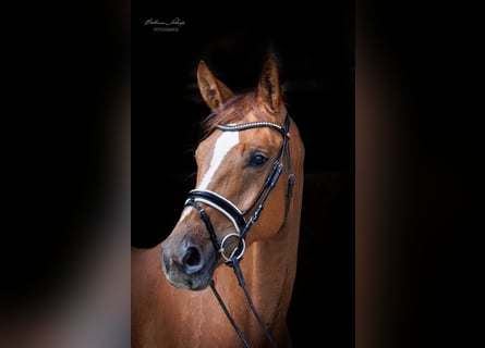 Westphalian, Mare, 4 years, 17 hh, Chestnut-Red