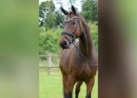 Westphalian, Mare, 4 years, 17 hh