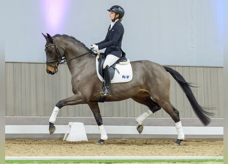 Westphalian, Mare, 4 years, Brown