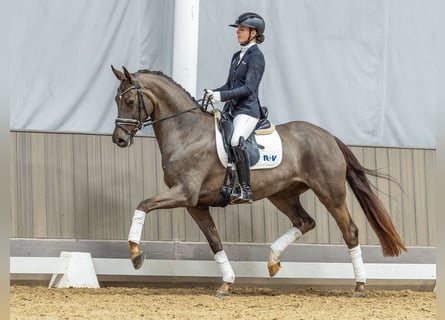 Westphalian, Mare, 4 years, Chestnut