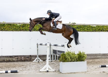 Westphalian, Mare, 5 years, 15.2 hh