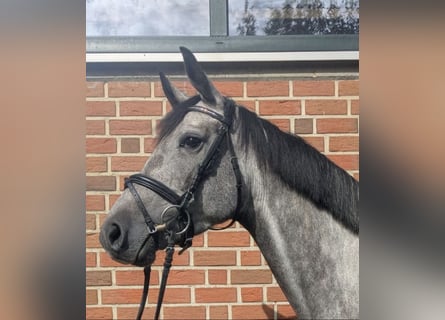 Westphalian, Mare, 5 years, 15.3 hh, Grey