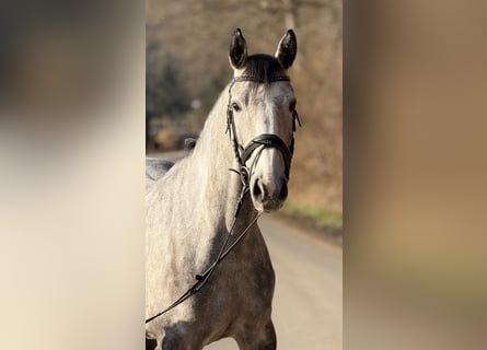 Westphalian, Mare, 5 years, 15,3 hh