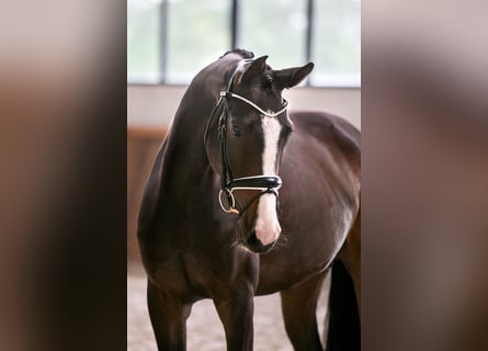 Westphalian, Mare, 5 years, 16,1 hh, Bay-Dark