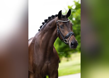 Westphalian, Mare, 5 years, 16,1 hh, Bay-Dark