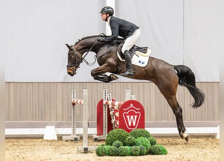 Westphalian, Mare, 5 years, 16.1 hh, Bay-Dark