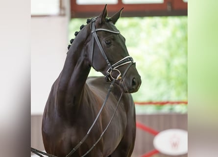 Westphalian, Mare, 5 years, 16.1 hh, Black