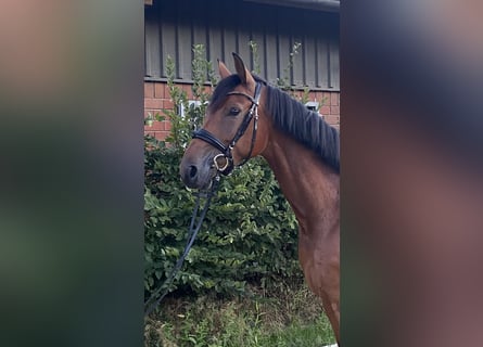 Westphalian, Mare, 5 years, 16.1 hh, Brown