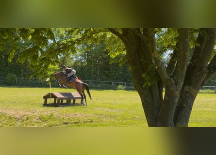 Westphalian, Mare, 5 years, 16.1 hh, Brown