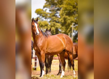 Westphalian, Mare, 5 years, 16.1 hh, Brown