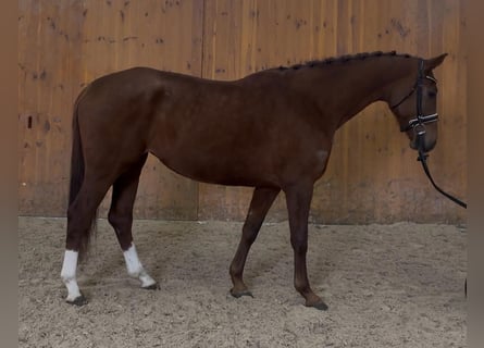 Westphalian, Mare, 5 years, 16.1 hh, Chestnut