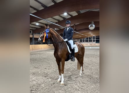 Westphalian, Mare, 5 years, 16,1 hh, Chestnut-Red