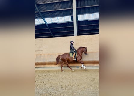 Westphalian, Mare, 5 years, 16.1 hh, Chestnut-Red