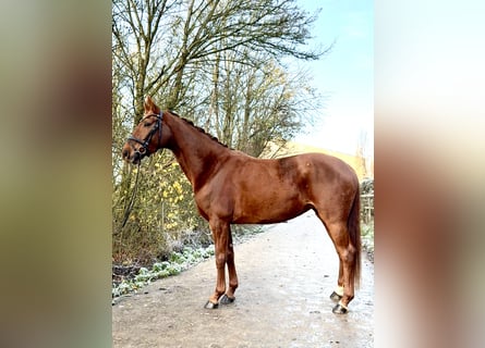 Westphalian, Mare, 5 years, 16.1 hh, Chestnut-Red