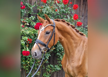 Westphalian, Mare, 5 years, 16.1 hh, Chestnut-Red