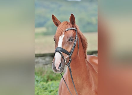 Westphalian, Mare, 5 years, 16,1 hh, Chestnut-Red