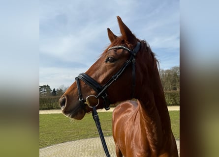 Westphalian, Mare, 5 years, 16,1 hh, Chestnut-Red