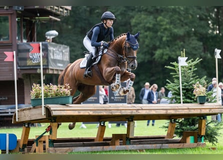 Westphalian, Mare, 5 years, 16.1 hh, Chestnut-Red