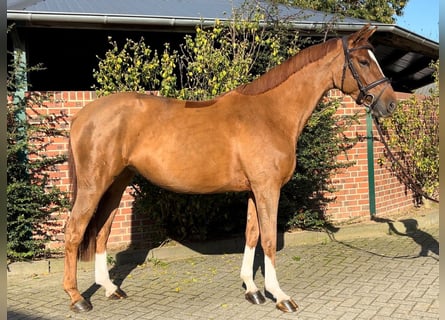 Westphalian, Mare, 5 years, 16,1 hh, Chestnut-Red