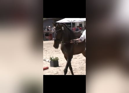 Westphalian, Mare, 5 years, 16.2 hh, Bay-Dark