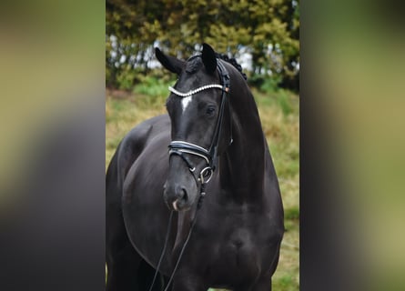 Westphalian, Mare, 5 years, 16.2 hh, Black