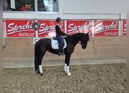 Westphalian, Mare, 5 years, 16.2 hh, Black