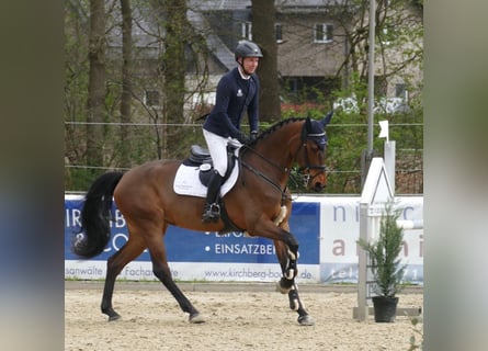 Westphalian, Mare, 5 years, 16.2 hh, Brown