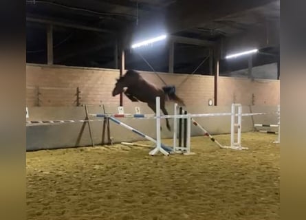 Westphalian, Mare, 5 years, 16,3 hh, Brown