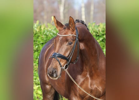 Westphalian, Mare, 5 years, 16,3 hh, Chestnut