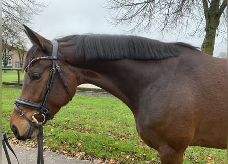 Westphalian, Mare, 5 years, 16 hh, Bay-Dark