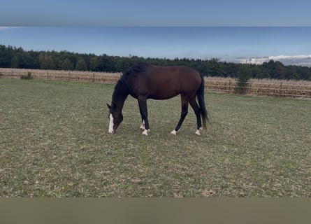 Westphalian, Mare, 5 years, 16 hh, Bay-Dark