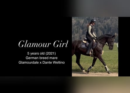 Westphalian, Mare, 5 years, 16 hh, Black