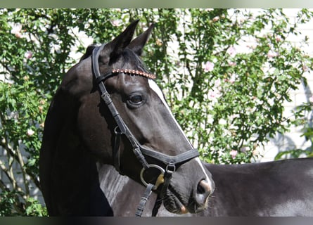 Westphalian, Mare, 5 years, 16 hh, Black