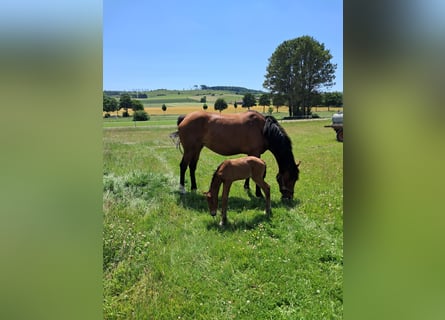 Westphalian, Mare, 5 years, 16 hh, Brown