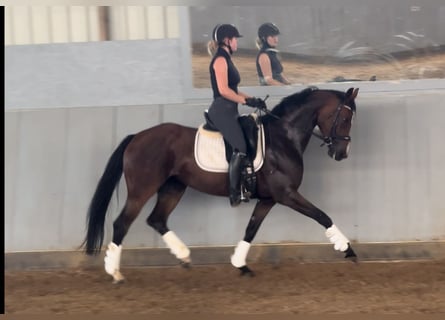 Westphalian, Mare, 5 years, 16 hh, Brown