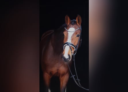 Westphalian, Mare, 5 years, 16 hh, Brown