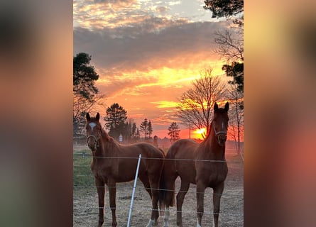 Westphalian, Mare, 5 years, 16 hh, Chestnut