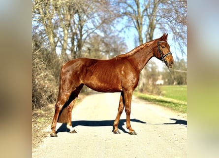 Westphalian, Mare, 5 years, 16 hh, Chestnut-Red