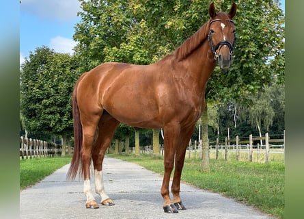 Westphalian, Mare, 5 years, 16 hh, Chestnut-Red